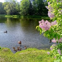 Сирень и утята :: Сапсан 