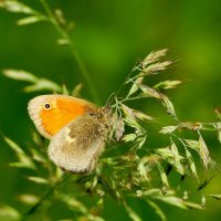 опять про бабочек 23 :: Александр Прокудин опять про бабочек 23 :: Александр Прокудин