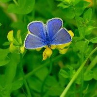 опять про бабочек 24 :: Александр Прокудин