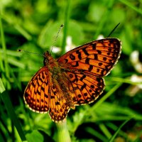 опять про бабочек 25 :: Александр Прокудин