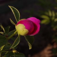 Молодой пион :: Сергей Швечков