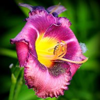 они на радость нам даны :: Олег Лукьянов