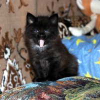 Дразнилка. :: Восковых Анна Васильевна 