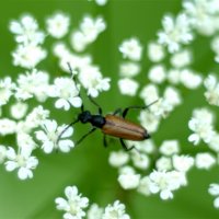 жук усач Лептура черноногая (Lepturalia nigripes) :: Сергей Владимирович Егоров жук усач Лептура черноногая (Lepturalia nigripes) :: Сергей Владимирович Егоров