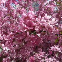 Яблони в цвету :: Veera V