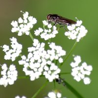 Золотобрюшка (Chrysogaster sp.) :: Сергей Владимирович Егоров