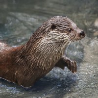 Выдра :: SanSan 