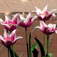 Цветы :: Роман Савоцкий