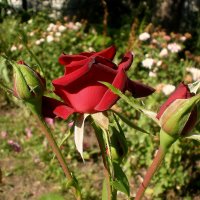 Цветы :: Роман Савоцкий