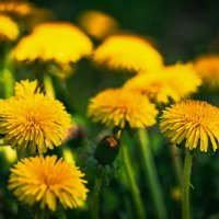 ... :: Жора Житников