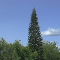 Красавица пихта :: Людмила Смородинская