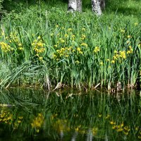 Весна в Ботаническом... :: Наташа ***** Весна в Ботаническом... :: Наташа *****