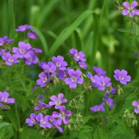 Весна в Ботаническом... Колокольчики. :: Наташа *****