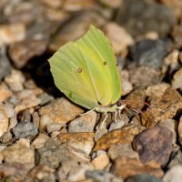 Бабочка :: Игорь Сикорский