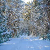 Дорога в таёжные тайны. :: юрий Амосов
