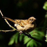 Тоже моё :: kolyeretka 