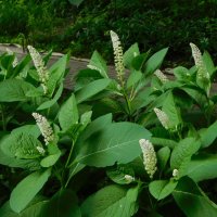 Лаконос американский :: Наиля 