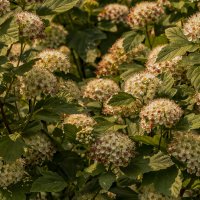 Созвездие букетиков. :: Петр Беляков