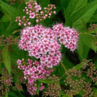 Спирея японская :: Наиля Спирея японская :: Наиля