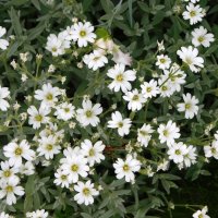 Ясколка войлочная :: Наиля 