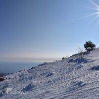 Природа Крыма :: Amazing Cosmea