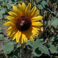 " :: Светлана Хращевская