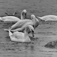 На Балтийском море :: Анастасия Смирнова
