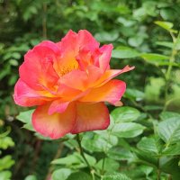 ,,, :: Сергей Тимоновский