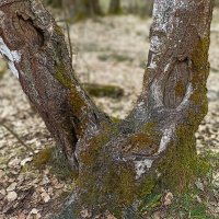 Из жизни деревьев. Кора. :: Лилия *