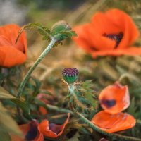 Про мак. :: Владимир Колесников