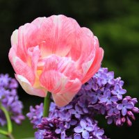 Майский  полдень.. :: Татьян@ Ивановна