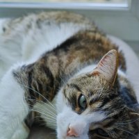 ... :: ВЛАДИМИР 