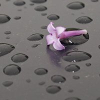 "Дудочка" сирени... :: Андрей Катков