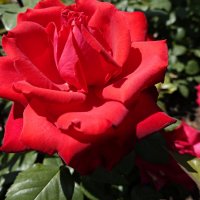 Удомленная солнцем... :: Галина 