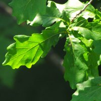 Новая ветвь ! :: Юрий Куликов