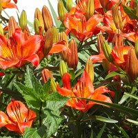 Рыжие лилии :: Freddy 97