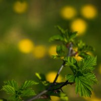 ... :: Жора Житников