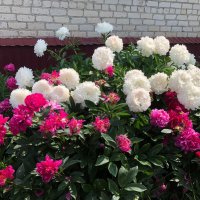 "И бело-розовая нежность в бутонах дивной красоты" :: Ирэн 