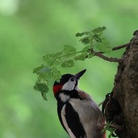 Дятел под навесом. :: Александр Кондаков