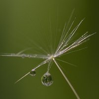 Капелька :: Андрей Пристяжнюк Капелька :: Андрей Пристяжнюк