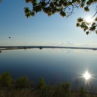 Солнышко на ветке :: svk * Солнышко на ветке :: svk *