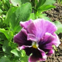 Необычный цвет :: Дмитрий Никитин Необычный цвет :: Дмитрий Никитин