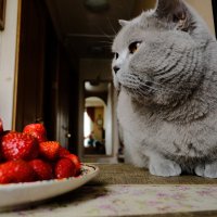 Как они это едят? :: Лютый Дровосек