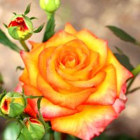 роза :: Cветлана Свистунова