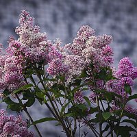 Сирень :: Владимир Кроливец