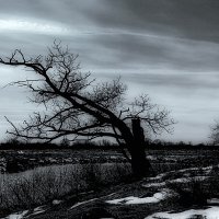 У старого дуба... :: Владимир Шошин У старого дуба... :: Владимир Шошин