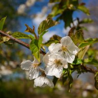 Весеннее... :: Николай Гирш
