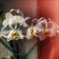 ... :: Елена Демидова 