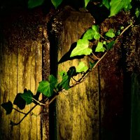 Летние этюды 26 :: Алексей Кузнецов