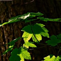 Летние этюды 29 :: Алексей Кузнецов